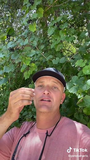 Growing Muscadine Grapes in Florida: Varieties and Tips