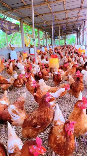 Tu veux réussir dans l’élevage des poules pondeuses et générer des revenus réguliers ? 🐔💰 Découvre dans cette vidéo les techniques essentielles : bonne alimentation, hygiène du poulailler, choix des races performantes et suivi sanitaire. Ce sont les bases que les éleveurs à succès appliquent chaque jour ! Ne fais plus les erreurs des débutants, mets en pratique ces conseils et transforme ton élevage en véritable source de richesse. 🚀🔥 👉 Regarde jusqu’à la fin pour ne rien rater ! #ElevagePo