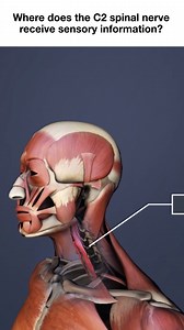 Use this quick video to learn where the C2 spinal nerve receives sensory information and how it affects the head, neck, and upper cervical spine. Understanding C2 nerve distribution can help explain symptoms like neck pain, headaches, or numbness. Ideal for students, patients, and anyone curious about the cervical nerves. #C2Nerve #CervicalSpine #NeckPain #SpinalNerves #AnatomyExplained | Arthritis-health | Facebook
