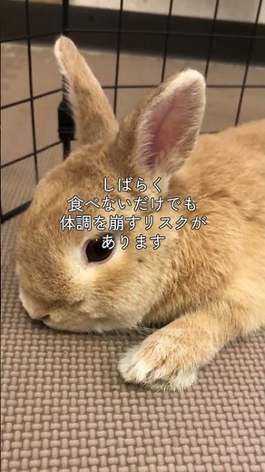 うさぎが“食べ続ける理由”知っていますか？ #うさぎ
