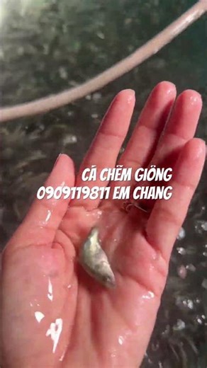 Cá chẽm giống #cachem #cágiống #cáchẽmgiống #vungtau #vietnam #caucathugian #fish