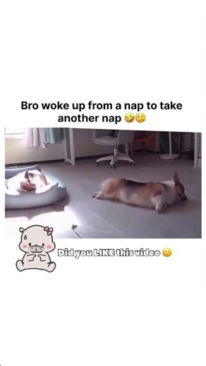 This corgi chose sleep over everything 😴😂 #shorts#dogs #funny #relatable #corgi #laziness #viral