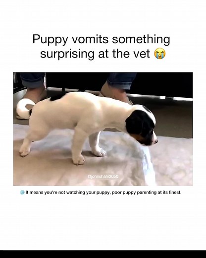 Puppy Vomiting Compilation | Funny Dog Videos