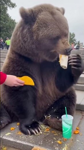 Watch the CUTEST Kodiak Bear Get a Street Snack! 🐻🤯 #shorts