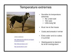 How to prepare your home for your new retired racing greyhound