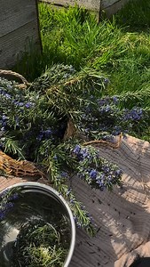 So the idea that culinary and medicinal herbs are separate is a modern construct. When people tell me the only herbs they have experience with are rosemary and thyme - I tell them they understand medicine more than they know. Historically, this distinction would have made little sense. For most of human history, herbs were brought into the kitchen because they offered tangible benefits to health, preservation, and digestion. Flavor is often only part of the picture. In early agrarian societies, 