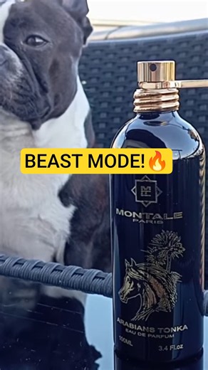 10+ Hours! Montale Arabians Tonka Is a BEAST 🔥 #perfume #mensfragrance #fragrancereview