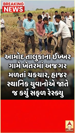 GJ 16 on Instagram: "આમોદ તાલુકાના ઇખ્ખર ગામે ખેતરમાં અજગર મળતાં ચકચાર, હાજર સ્થાનિક યુવાનોએ જાતે જ કર્યું સફળ રેસ્ક્યુ આમોદ તાલુકાના ઇખ્ખર ગામમાં એક ખેતરમાં અજગર જોવા મળતાં ગામમાં અચાનક ભય અને કૂતુહલનો માહોલ સર્જાયો હતો. ખેતરમાં હાજર સ્થાનિક યુવાનોને કામકાજ દરમિયાન અચાનક ઝાડીઓ વચ્ચે અજગર નજરે પડ્યો હતો. સાપ દેખાતાં તેઓએ તરત જ સતર્કતા દાખવી આસપાસના લોકોને દૂર રહેવા જણાવ્યું અને પરિસ્થિતિને સંભાળી હતી. યુવાનો પહેલાથી જ સ્થળ પર હાજર હોવાથી તેમણે સમય ગુમાવ્યા વગર સાવચેતીપૂર્વક અજગરનું રેસ્ક્યુ કરવા