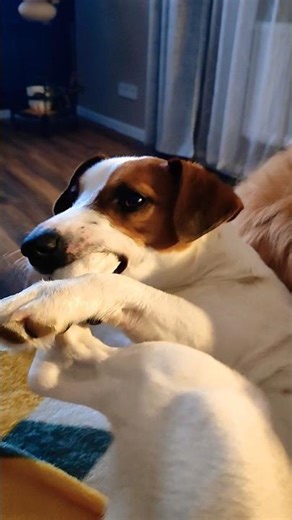 Russell discovered his paw tastes better than he thought #silly #puppies #shorts