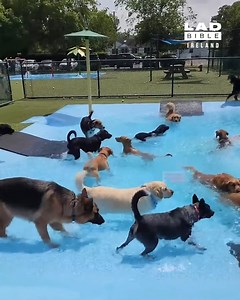 818K views · 1.6K reactions | This doggy daycare threw the best pool party ever  | LADbible Ireland | Facebook