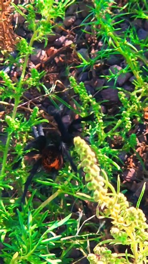 Made a new #friend today! #spiders #tarantula #arachnid #arizona #azwildlife #catchandreleasealways