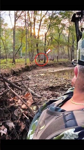 Buck Hunting with Bow | Perfect Archery Hunt in the Wild #BuckHunting #DeerHunting #Wildlife