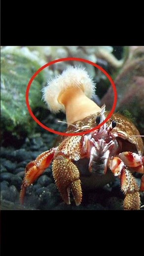 amazing relationship between crab and sea anemone #facts #sea #ocean #oceanlife #learn #didyouknow