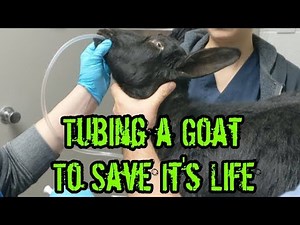 Emergency Procedure On A Goat Caught On Camera!