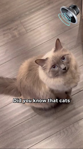 Understanding Three Different Cat Meows and Their Meanings