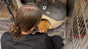 33K views · 917 reactions | Rainbow Heart Rescue on Reels | Facebook