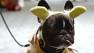 Virtual cosplay, comic books, watch parties and more: San Diego Comic Con has come home this season