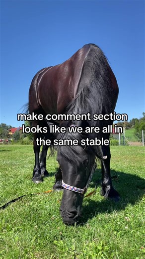 Creative Ideas for Equestrian Fun with Horses