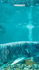 Can you tell which one is the fake fish? Meet China's AI bionic fish "Jinlin"! This recently unveiled bionic dragon fish looks identical to real fish underwater. Beyond aquariums, AI bionic fish can also be applied to aquaculture feeding, water monitoring, and marine research. | Wang Wenbin Chinese Ambassador to the Kingdom of Cambodia 汪文斌