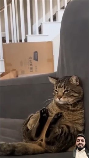 This Cat Missed the Memo 😂