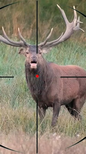 Best hunting moments