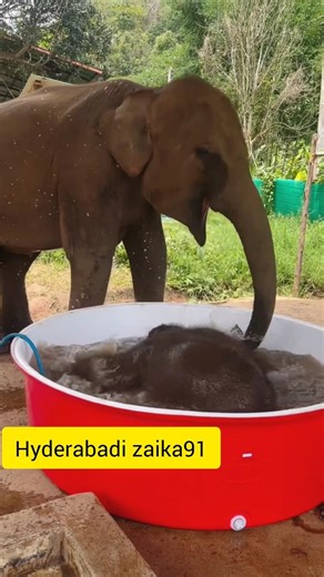 Pure Joy: Baby Elephant Can’t Contain His Excitement!