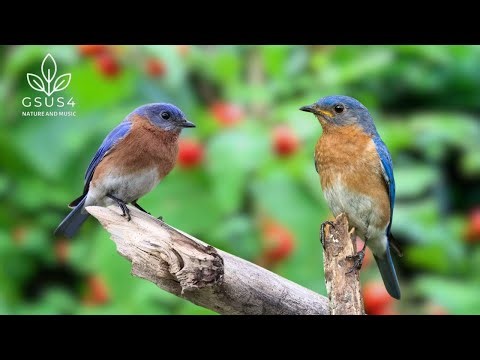 Forest Bird Sounds | Beautiful Birds Chirping, 11 Hour Nature Sounds for Sleeping & Relaxation