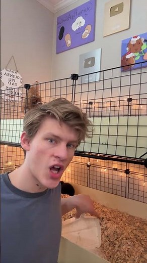 Guinea pigs adventures is LIVE