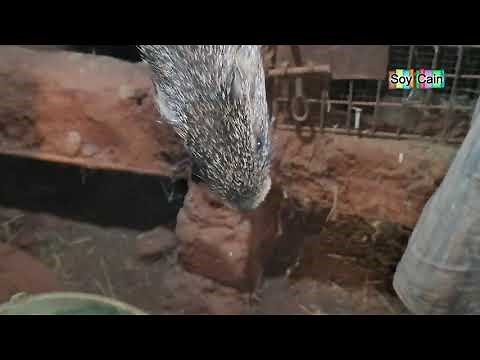 Elevage des aulacodes