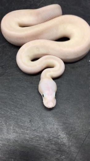 5.6K views · 106 reactions | Snake With Deformed Eye #shorts #snakes #ballpython #ballpythons #ballpythonsofinstagram #snakebreeder | Rodents & Royals | Facebook
