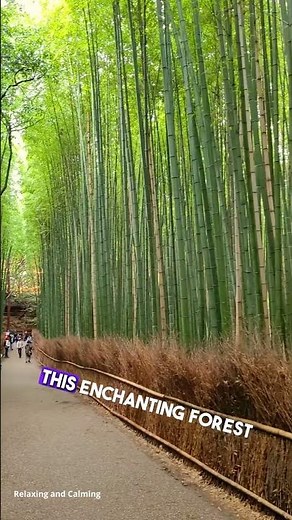 Arashiyama Bamboo Grove 🎋✨ | Kyoto’s Magical Forest Walk.
