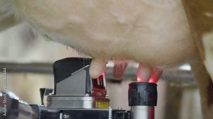 Automatic Milking Machine With Robotic Arm And Sensor Placing Suction Tubes On A Cow's Teats. - close up