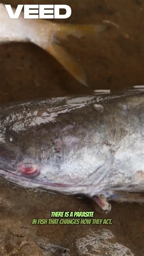 Animals That Can Control Other Creatures… (Part 4) #facts #factshorts #animals