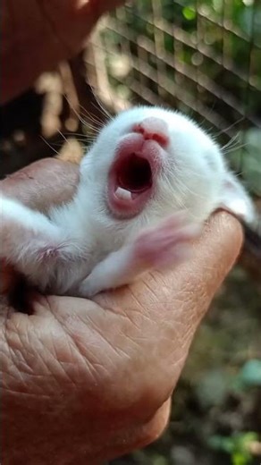 Cute Rabbit Sound #AnimalSounds #CuteAnimals #RabbitLife #NatureSounds #YouTubeShorts