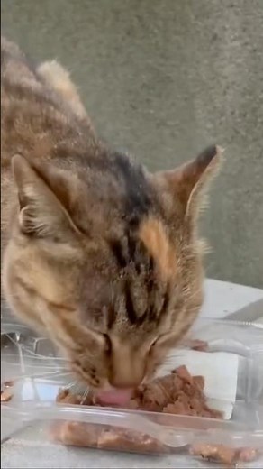 とても長い家出から、１カ月ぶりに戻って来た、末っ子娘の甘えん坊猫❣️腹ペコで、早速エサをガツガツ食べている、＂あか玉ちゃん"‼️#家出#戻る#末っ子#甘えん坊猫 #腹ペコ#早速#ガツガツ#エサ#食べる