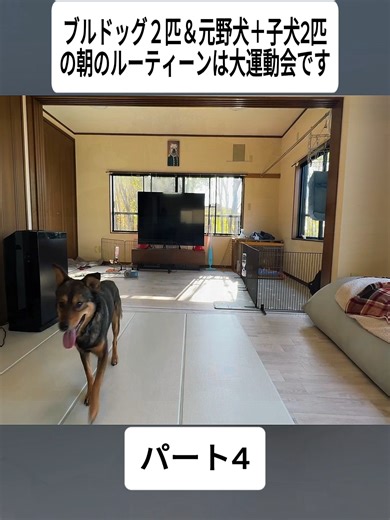 ブルドッグ２匹＆元野犬＋子犬2匹の朝のルーティーンは大運動会です #4#foryoupage❤️❤️ #ブルドッグ #pitbull #japan #viral #犬 #fyp #dog