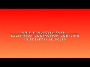 Excitation-Contraction Coupling in Skeletal Muscles | Lime the Tutor | Premed Anatomy and Physiology