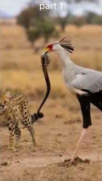 The Secretary Bird's Deadly Kick Left the Serval Speechless