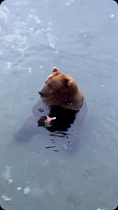 Comfy and full. ••••••••••••••••••••••••••••••••••••••••••••••••••••• * * * * * #NaturalAKBeauty #brownbear #SonyAlpha #BBCWildlifePOTD #EarthCapture #TravelAlaska #alaskaproud #naturealaska #akwildlife #marvelous_animals #iFlyAlaska #national_park_photography #wildlifeplanet #naturegeography #TheBest_Capture #ourplanetdaily #wildlife #alaskadaily #AnimalElite #alaska #GetOutside #yourshotphotographer #SharingAlaska #nationalparkwonders #taylorthomasalbright | Taylor Thomas Albright