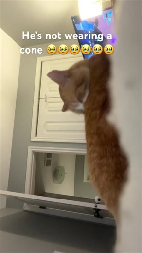 Isn’t he cute 🥹🥹🥹🐱🐱🐱🐱🐱😊😊😊😊☺️☺️☺️☺️☺️🌸🌸🌸