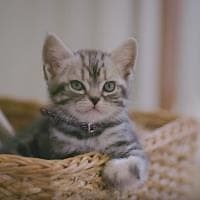 Dear Kitten: Beginnings