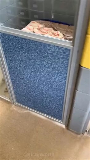 Boxer ❤️ on Instagram: "Boxer are the best dog Credit unknown tik tok has no trouble . . . . . . . . . . . #boxer #boxersofinstagram #boxerdog #boxers #boxergram . boxerlove boxerpuppy instaboxer boxeraddict boxerdogs . boxerlife boxernation boxerclub boxermix boxersoninstagram . boxerworld boxerlover boxermom boxersofig boxersrule . boxerpup boxersofinstagram101 boxeroftheday boxerfamily boxerofinstagramy"