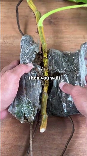 How to Air Layer Your Aroid