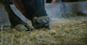 Greedy canadian cow eating hay in stall with leg paw in the aisle