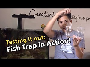 Fish Trap in Action! How to catch a fish in your aquarium