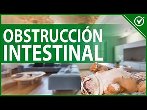 Causes of Intestinal Obstruction in Dogs - Symptoms and Healing Treatment