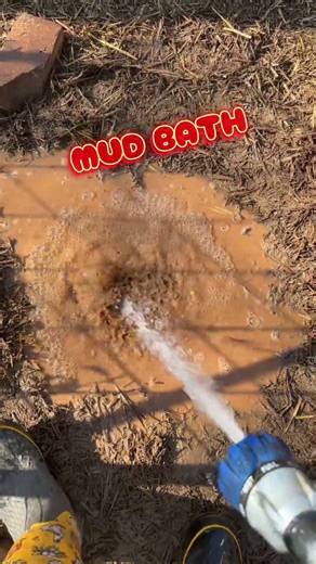 Preparing a mini mud pit for the pigs. #pigs #mudbath