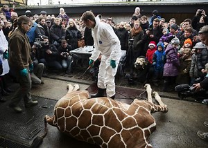 What the Copenhagen Zoo’s Euthanized Giraffe Tells Us About Culture and Conservation