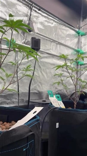 Spritzer - Cannarado Genetics (Cut) - Indoor Growing