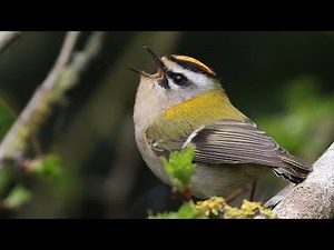 Firecrest Singing | Regulus ignicapilla